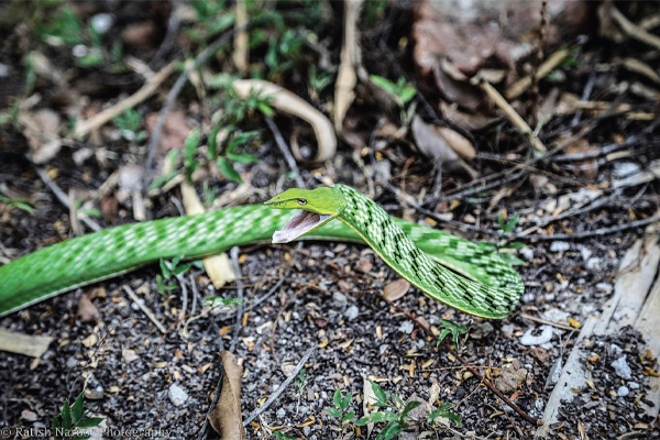 Parassinikkadavu Snake Park